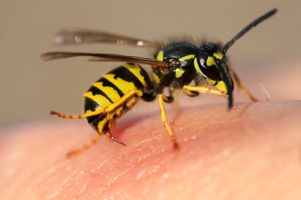 Wasp stinger