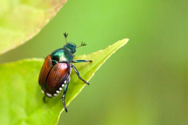 Japanese beetle