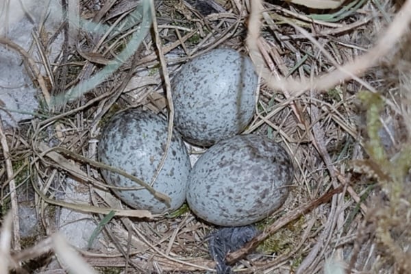 3 sparrow eggs unhatched in nest