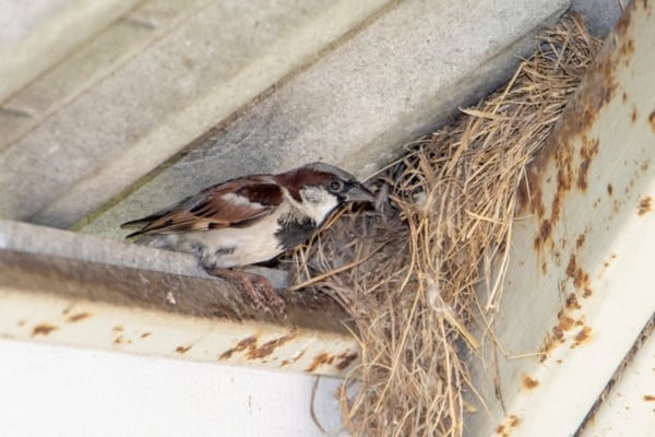 sparrow with built nest in eave