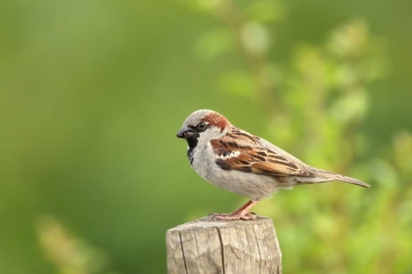 sparrow on wooden pole