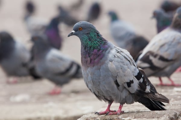 pigeons all together focus on one pigeon