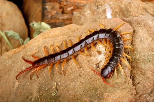 Centipede on a rock