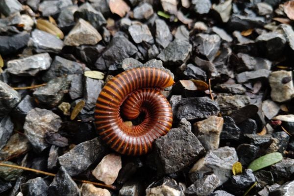 Millipede upclose