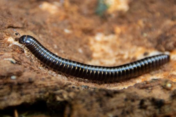Millipede