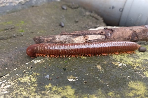 TMX Millipede crawling