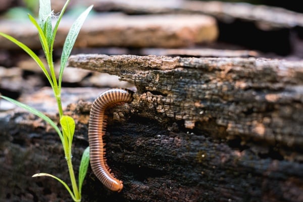 TMX millipede outside crawling