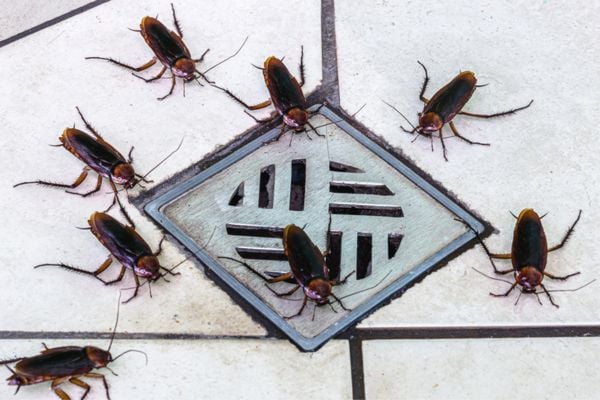 Cockroaches near shower drain