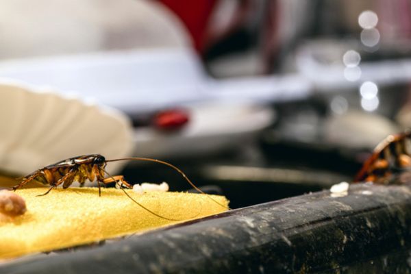 Kitchen Cockroack Cockroach Prevention: How to Help Keep Roaches Away