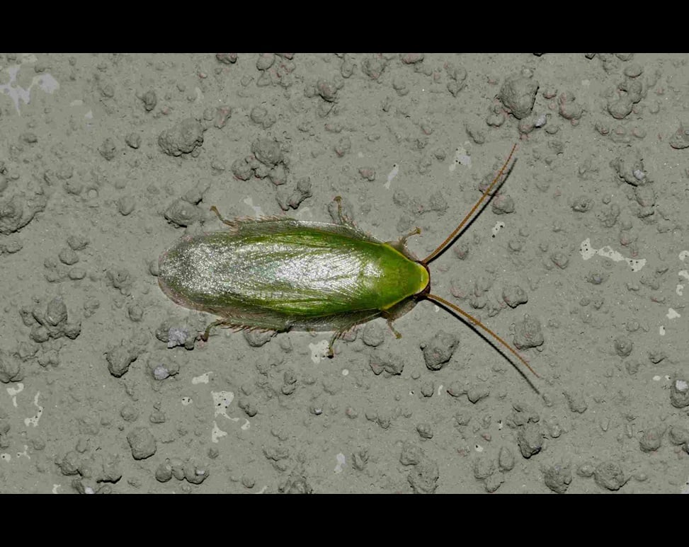 Green Cuban cockroach