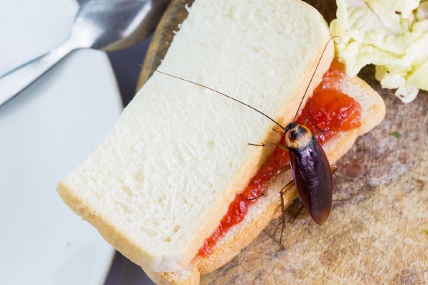 Cockroach on peanut butter jelly sandwich