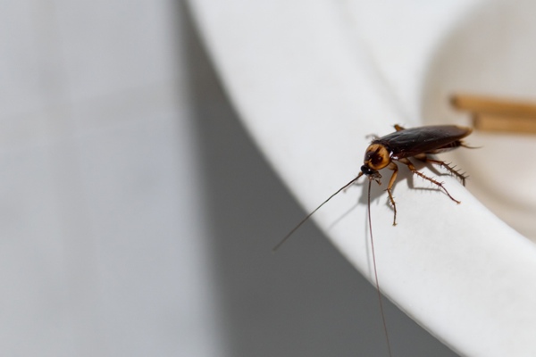 cockroach on sink edge