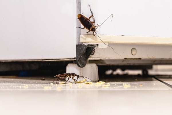 cockroaches in kitchen with crumbs