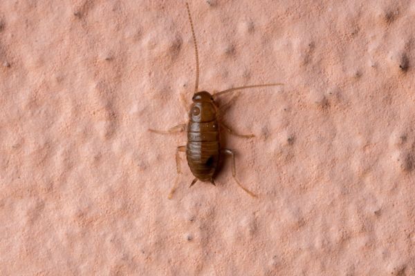 baby cockroach