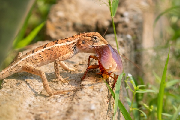 Frog Eating Cockroach Learn About Cockroaches: Facts, Purpose & Behavior