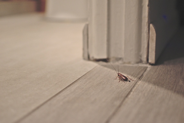 roach entering room