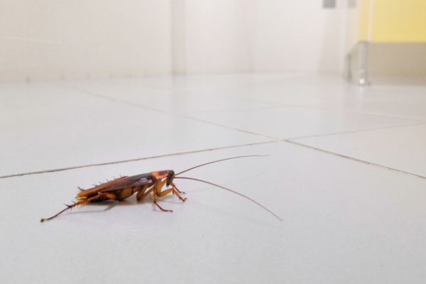 Roach in clean home