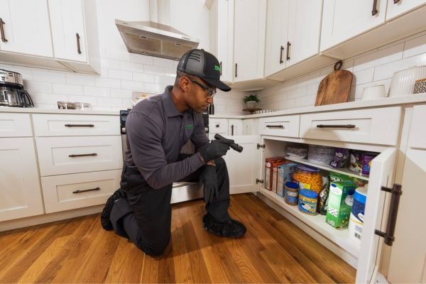 Colleague checking for pest infestation signs in a cupboard