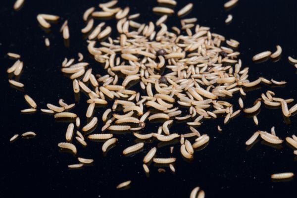 Maggots