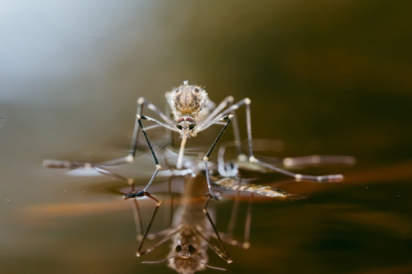 mosquito eating from body of water 