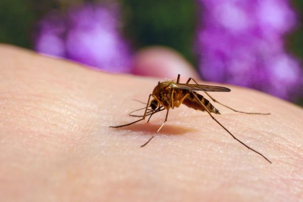 Close up of mosquito eating