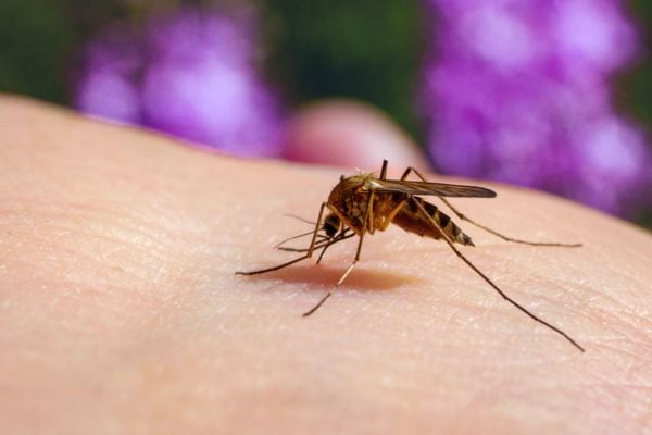 Close up of mosquito eating