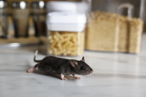 Dark mouse walking across a white kitchen counter in front of clear food storage containers.