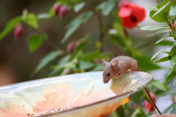Small brown mouse perched on the edge of a glass bird feeder filled with seeds in a garden.