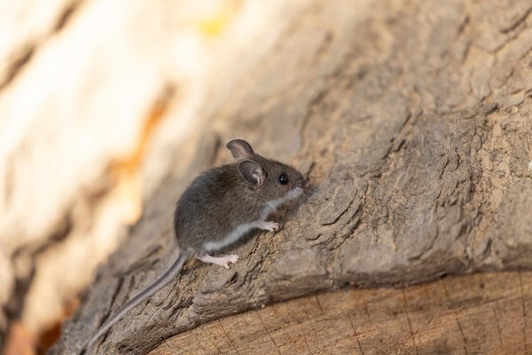 A brown and white deer mouse perched on a rough tree stump.