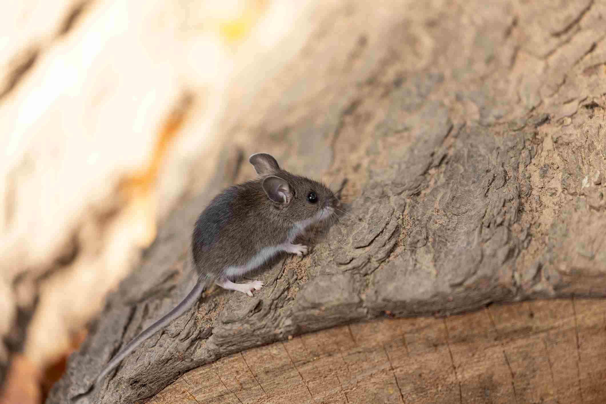 Der Mouse Mice Identification: What Does a Mouse Look Like?