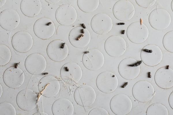 Small dark mouse droppings scattered on a light-colored patterned floor.