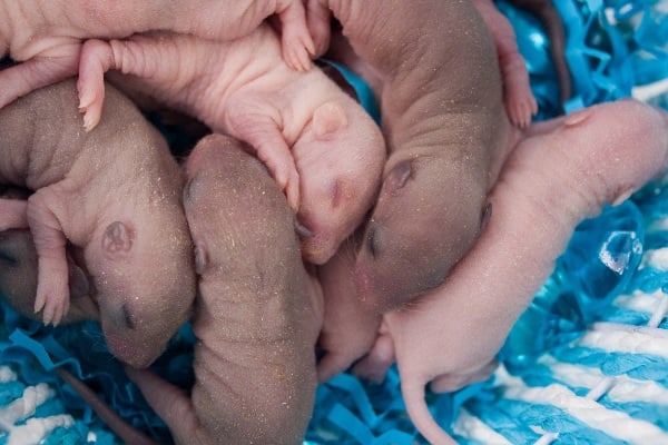 Baby mice