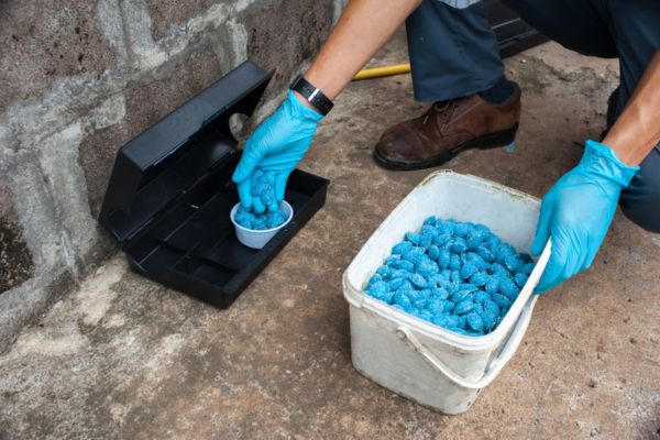 Mouse Poison: Using Rodenticides to Kill Mice