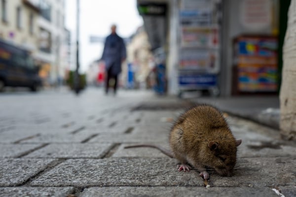rat on sidewalk of busy street