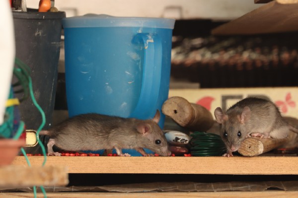Rodents on work table