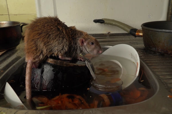 Rat Infested Kitchen How to Get Rid of Rats in Your House