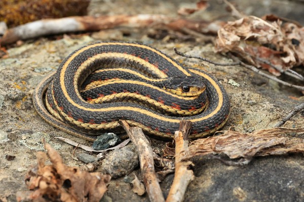 Hash Snake Eastern Garter Snake Poisonous This Beautiful Blue Florida Garter