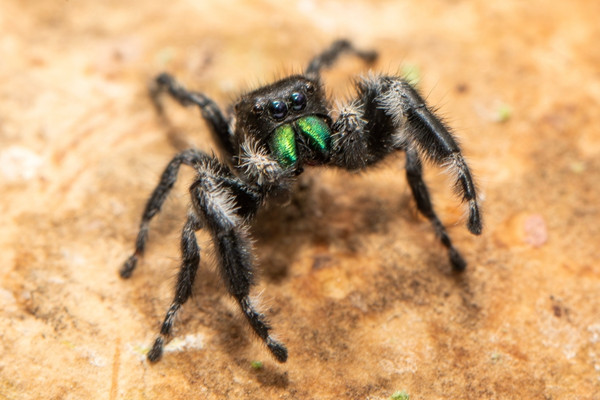 Bold jumping spider