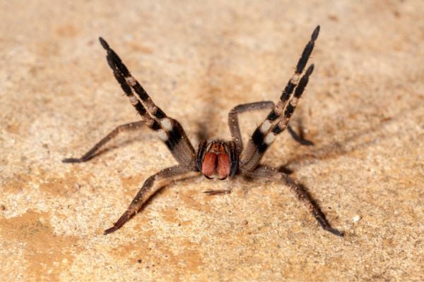 Spider on the ground