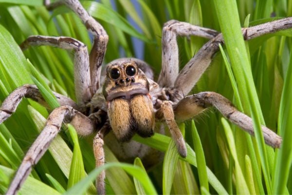 Spider among leaves upclose