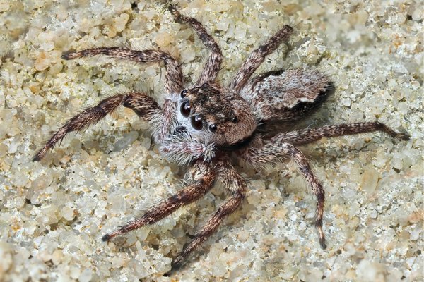 tan jumping spider