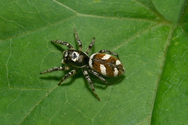 zebra jumping spider