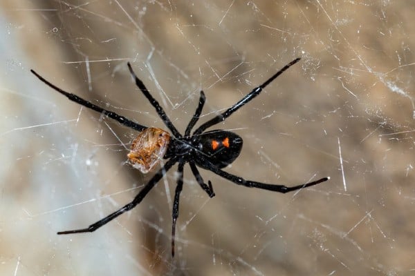 black widow spider wrapping roach