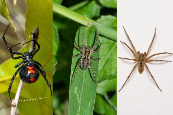 Black widow spider, wolf spider, brown recluse spider