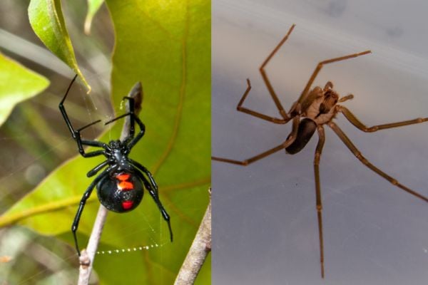 Brown recluse and black widow spider