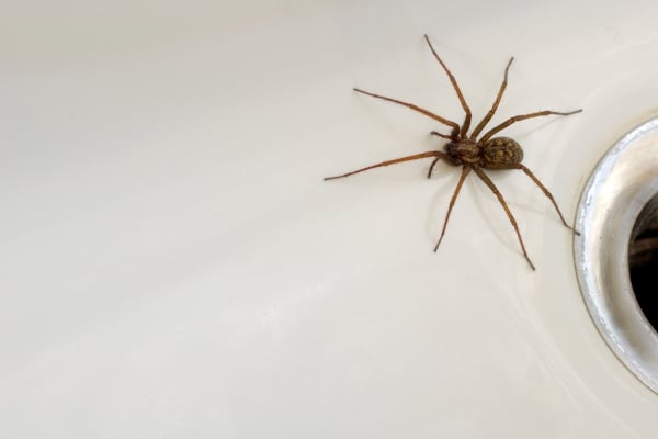 House Spider Insect House Spiders: Facts, Identification & Control