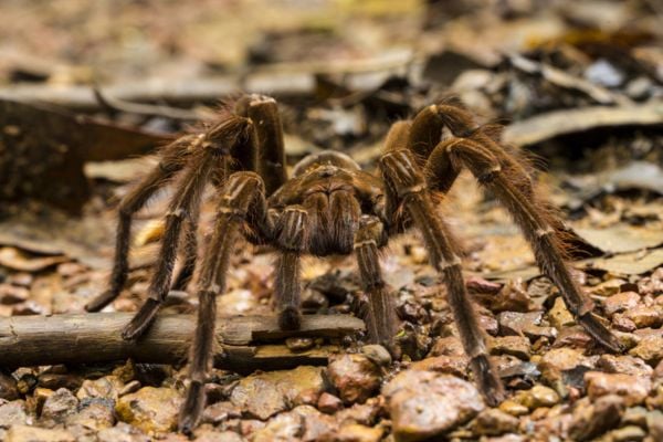 Goliath birdeating spider