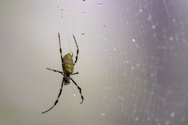 Joro spider web with water droplets