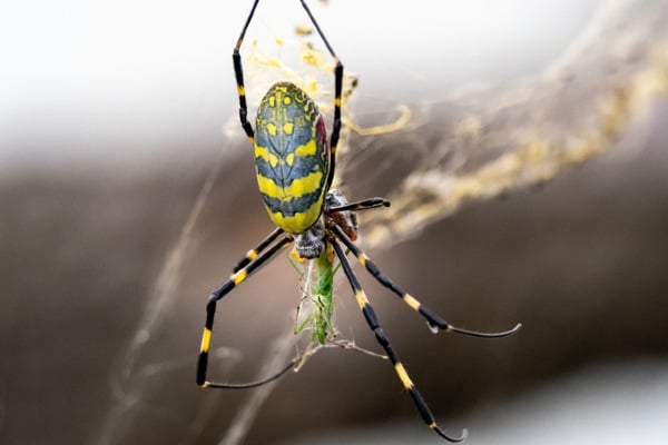 Joro spider wrapping grasshopper