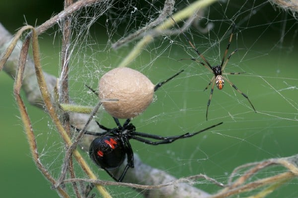male and female black widow with egg sac